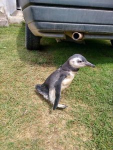 El pingüino rescatado ya está a salvo en el zoológico • Canal C