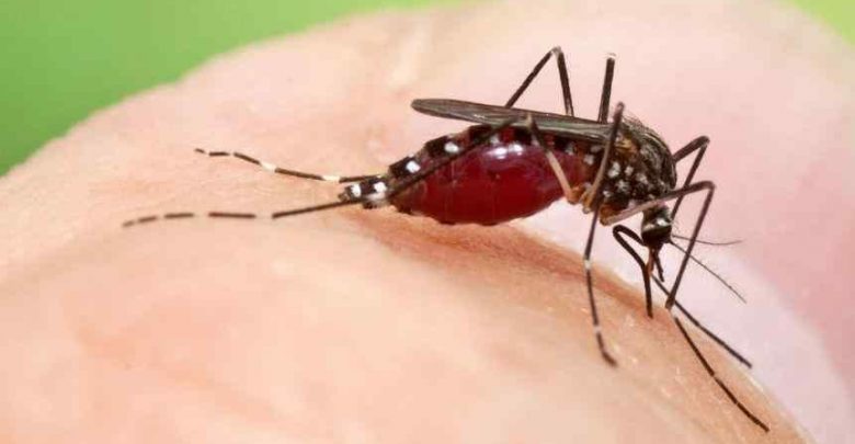 Dengue: Identifican variedades del mosquito transmisor – Canal C
