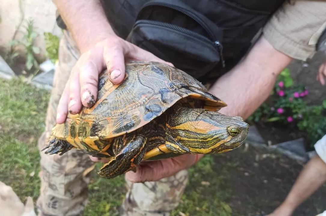 Tres reptiles exóticos fueron rescatados por la Patrulla Ambiental en Córdoba • Canal C