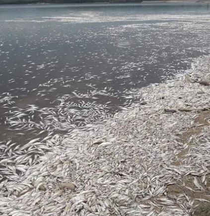 Cruz del Eje: miles de peces muertos en la costa del dique • Canal C