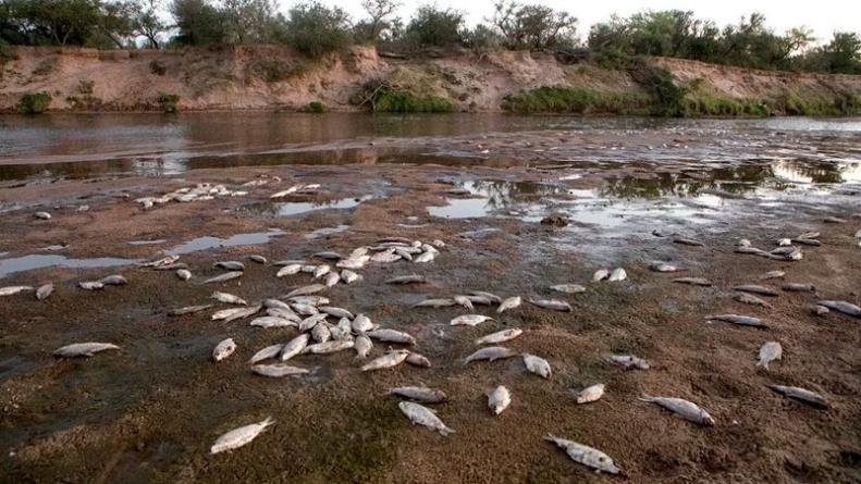 Aparecieron miles de peces muertos en Río Cuarto • Canal C
