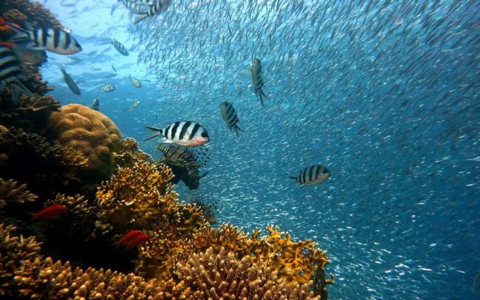 Por el calentamiento global los corales están condenados a desaparecer • Canal C