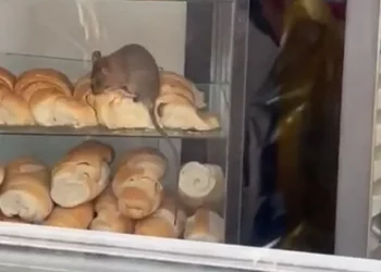¡Hay un roedor en el pan! • Canal C