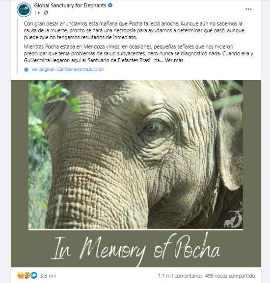 Murió Pocha, la elefanta que fue trasladada a un santuario en Brasil • Canal C