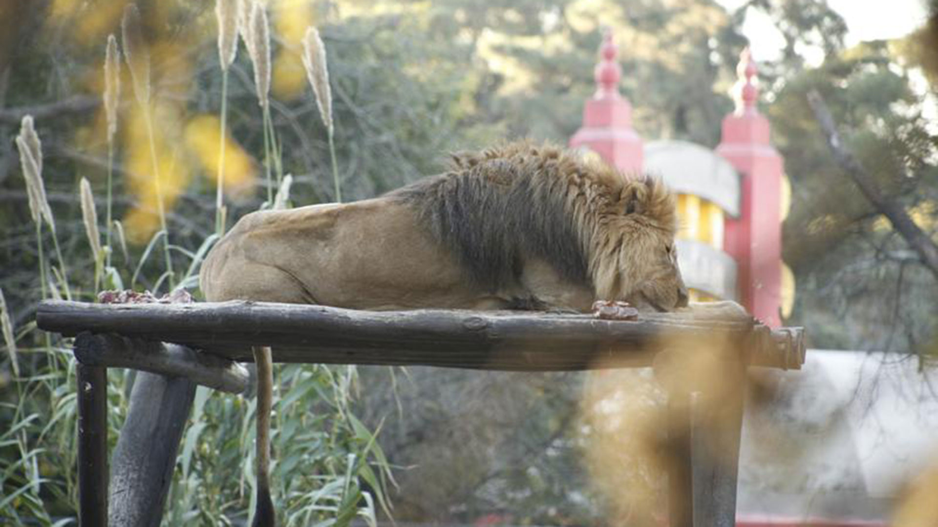 Falleció Tango, el histórico león del ex-Zoo de Córdoba • Canal C