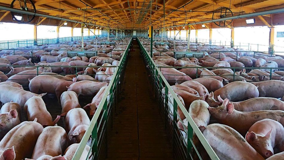 IERAL ¿Otro año de crecimiento de la producción de cerdos? • Canal C