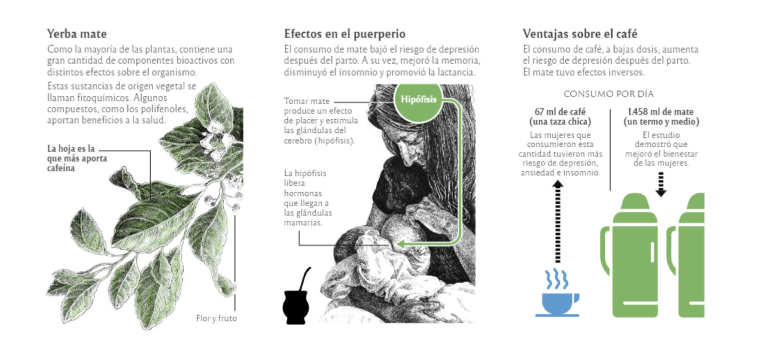 Un estudio realizado en Córdoba indicó que el consumo de mate beneficia la lactancia materna • Canal C