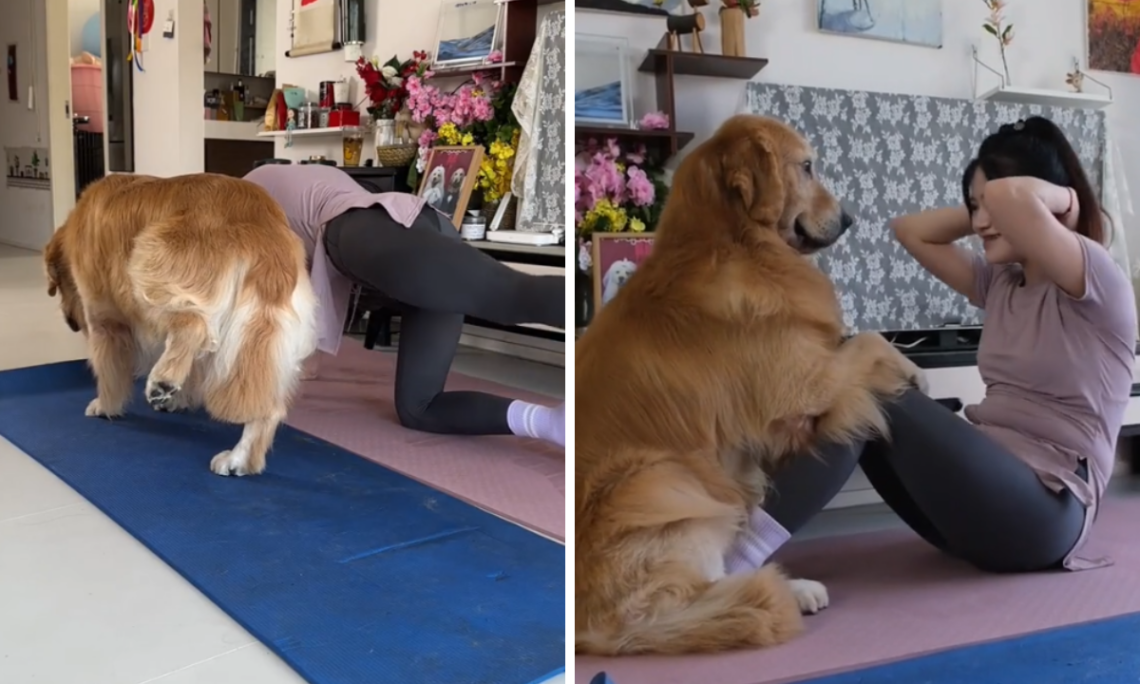 Un perro se convierte en un experto en yoga