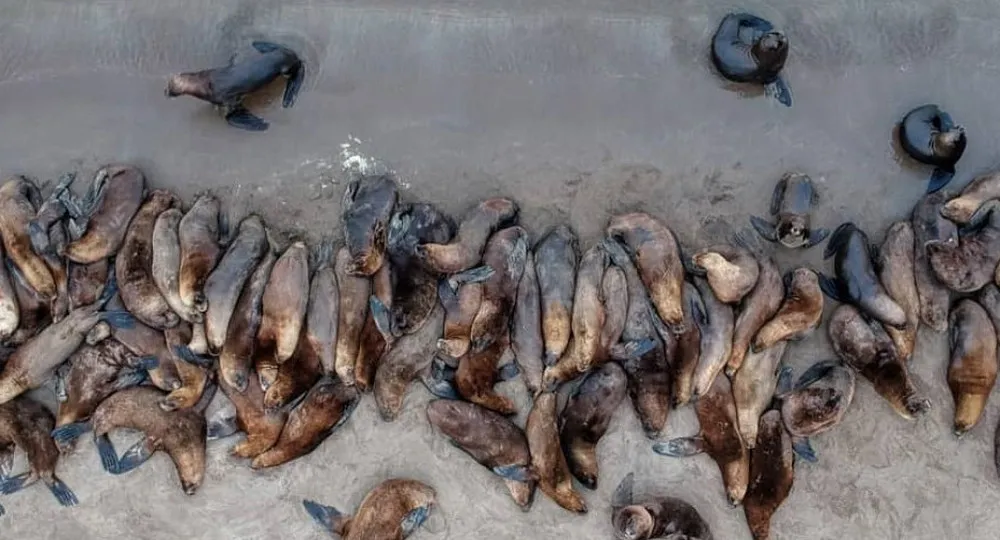 Viedma: restringen acceso en playas por casos de gripe aviar en lobos marinos • Canal C