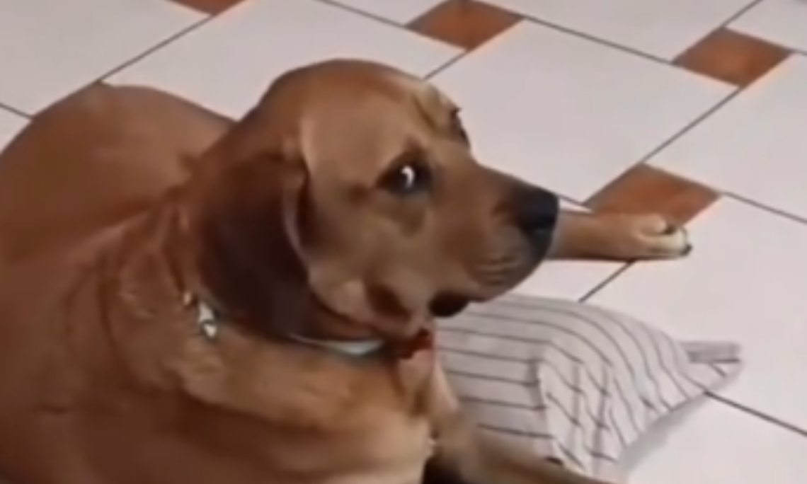un perro tiene una divertida reacción mientras su dueña canta
