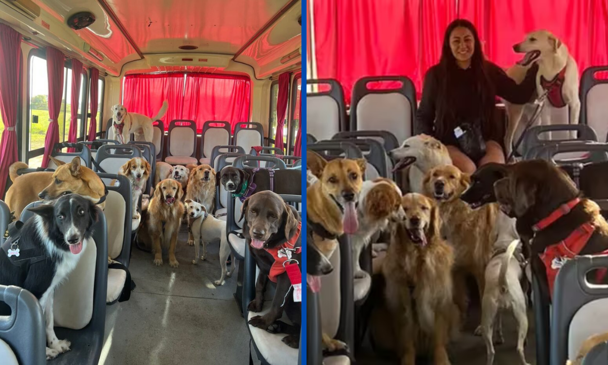 el primer campamento para perros en Argentina