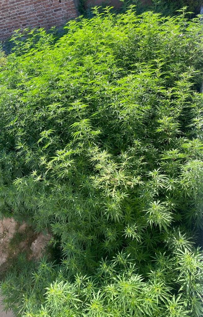 Tiene 73 años y tenía más de 110 plantas de marihuana en su hogar • Canal C