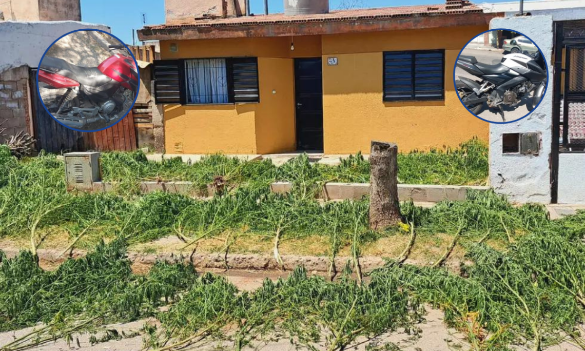 Descubren un vivero de marihuana en Córdoba porque las plantas sobrepasaban la medianera