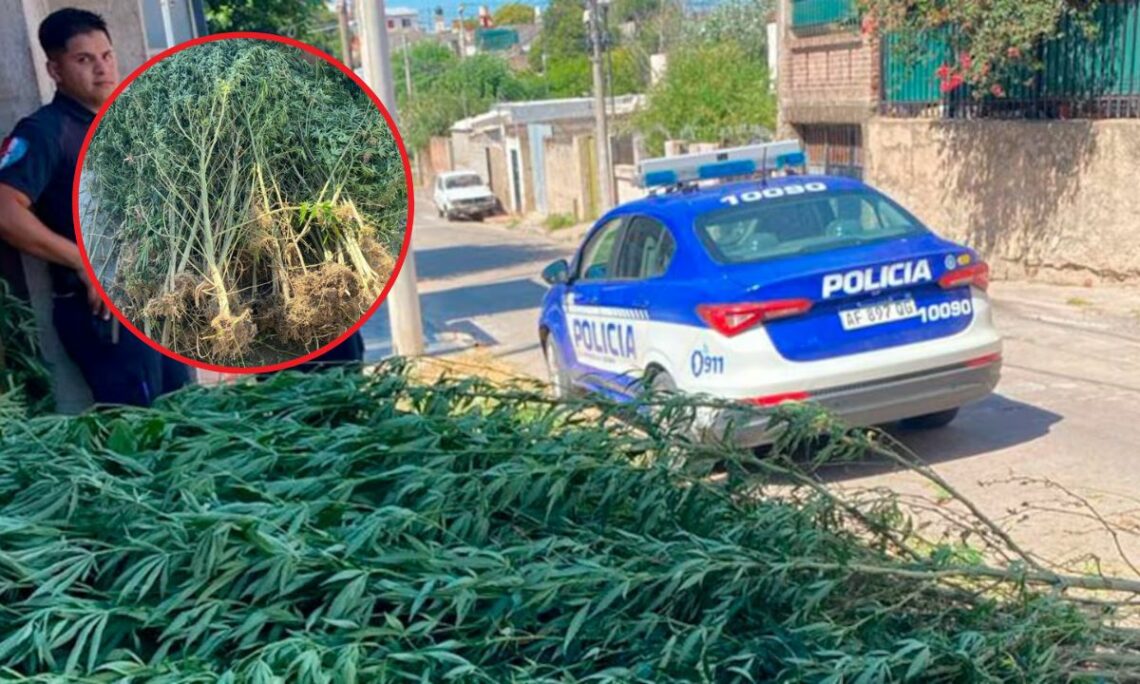 Descubren un vivero de marihuana en Córdoba porque las plantas sobrepasaban la medianera • Canal C