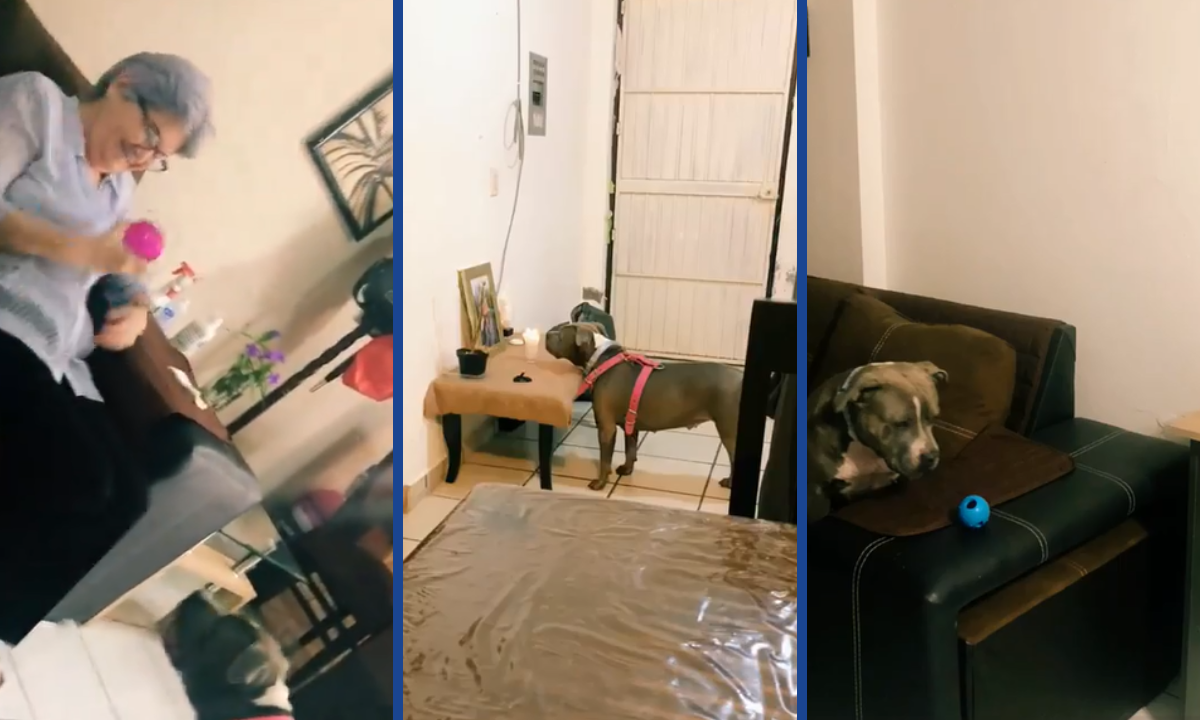 Viral un emotivo video muestra a un perrito esperando a su dueña que falleció