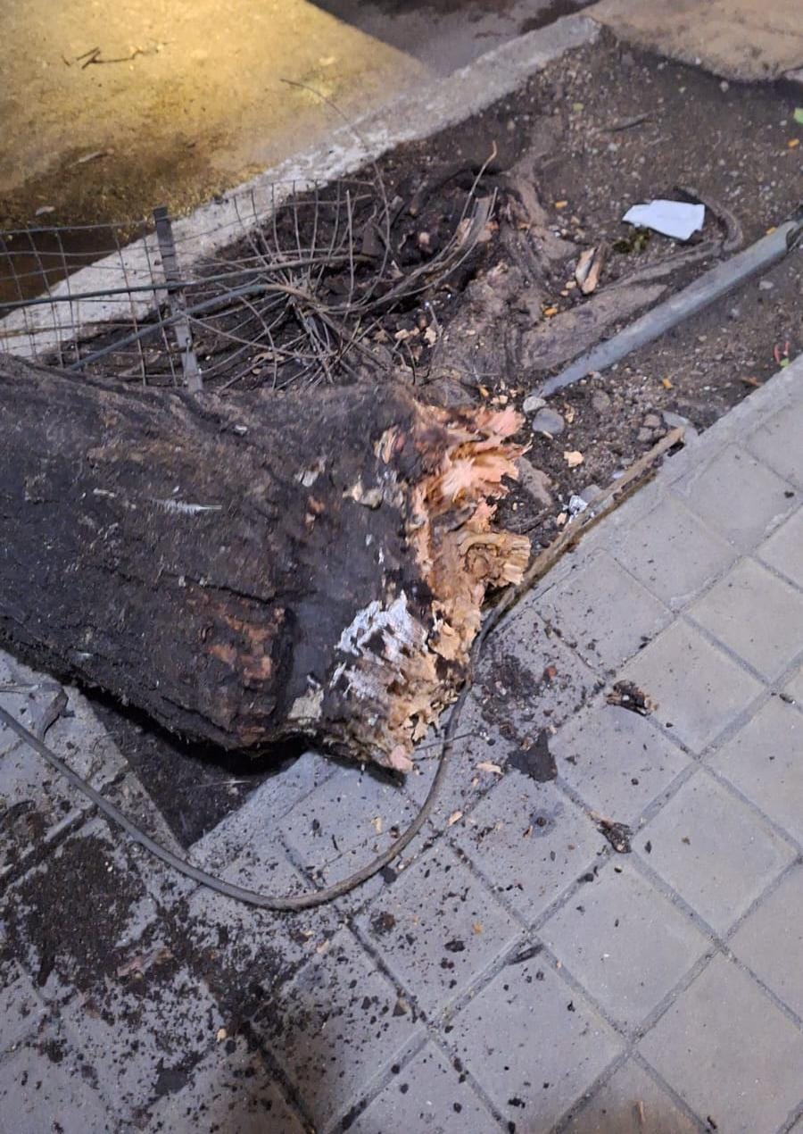 Árbol caído y calle cortada en el centro de Córdoba: el incidente dejó un auto dañado • Canal C