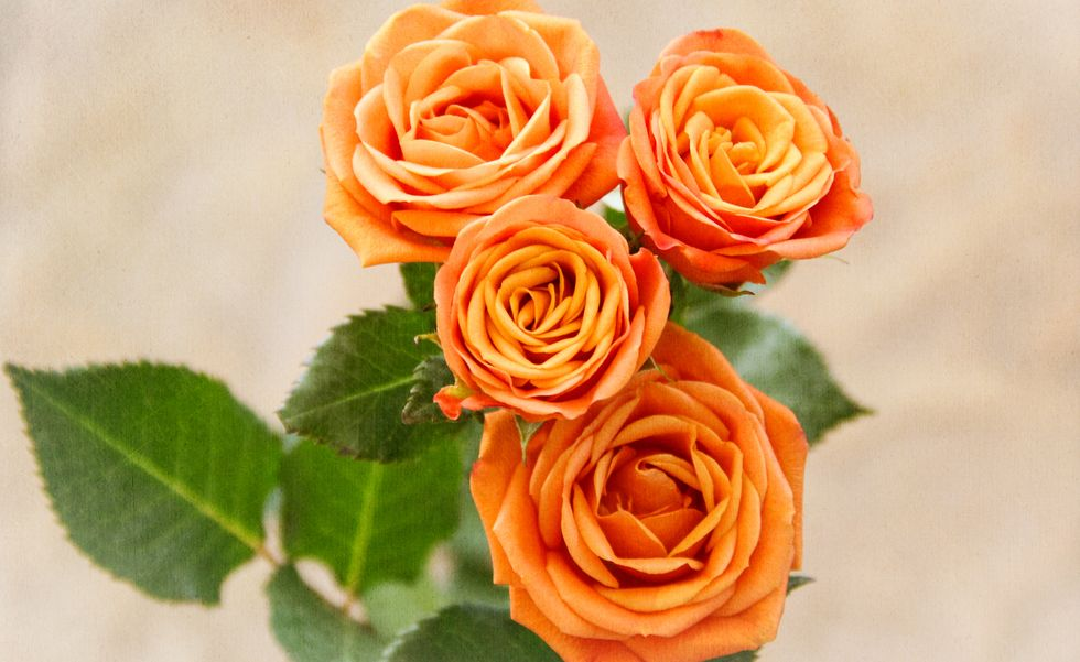 San Valentín: significado del color de las rosas • Canal C