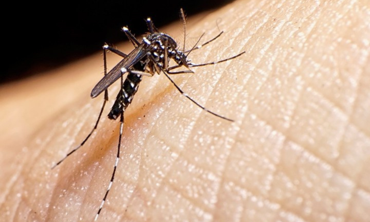Dengue en Córdoba - 24 muertos y más de 22.000 infectados