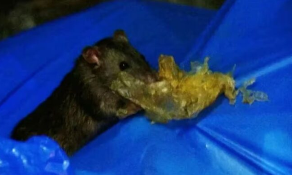 “Rata…fari”: Plaga de roedores devoraron plantas de marihuana incautadas • Canal C