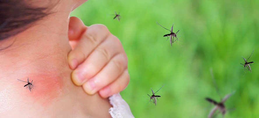 Dengue: Córdoba acumula 2.668 casos y 2 muertes • Canal C