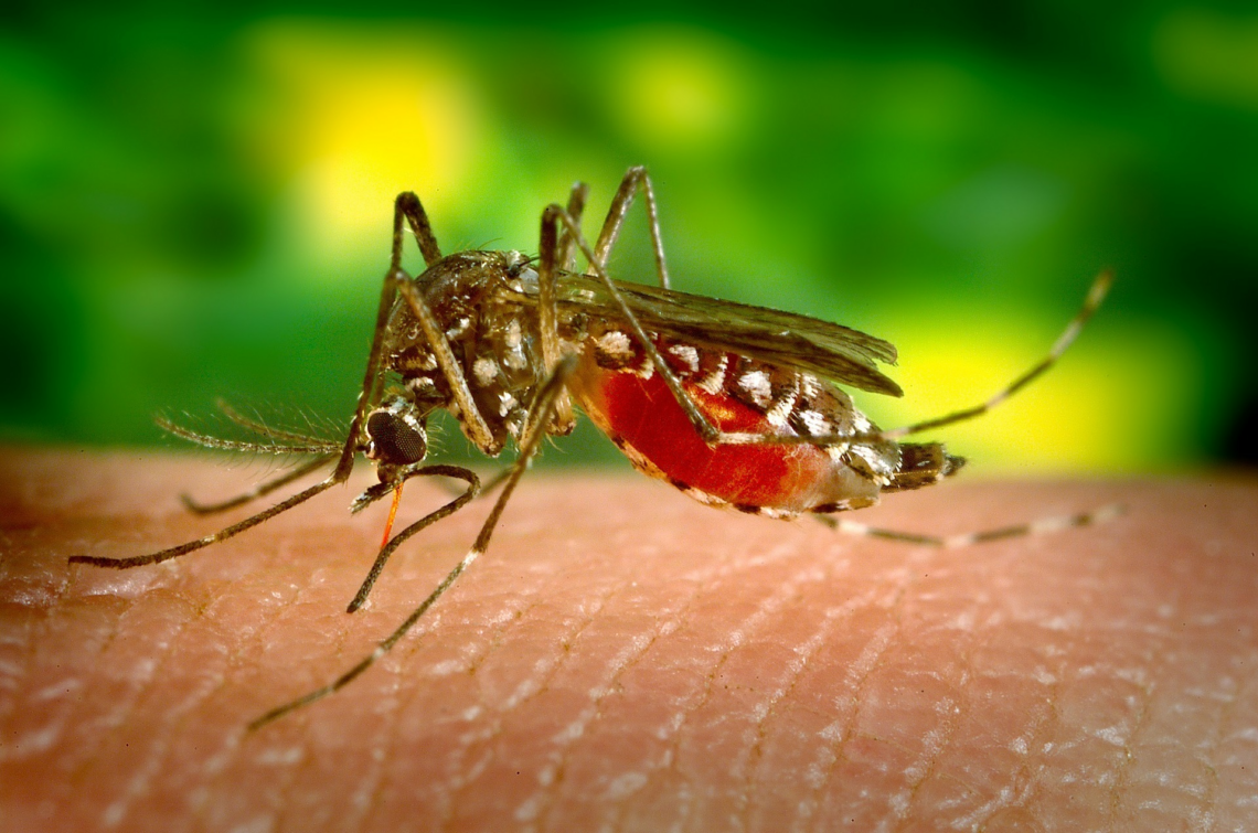 Dengue: récords de casos y muertes en el país • Canal C