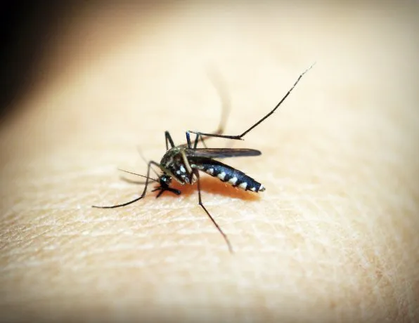 Dengue: cómo será cronograma de fumigación y descacharreo de este lunes • Canal C