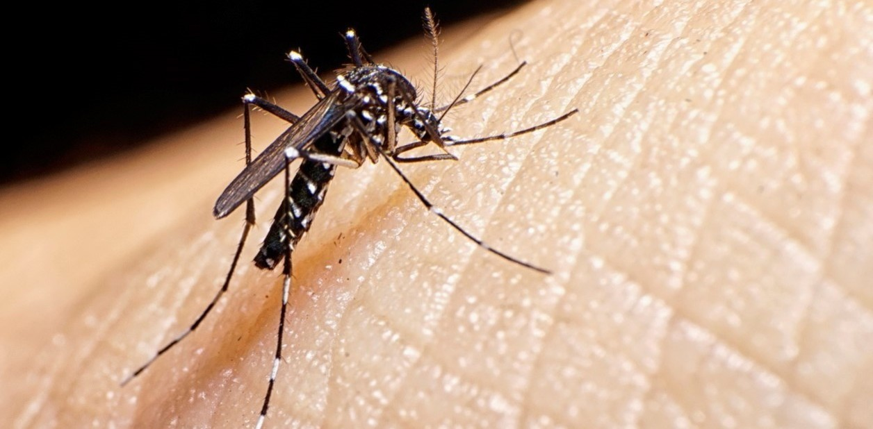 Campaña contra el dengue: en qué barrios habrá fumigación y descacharreo • Canal C
