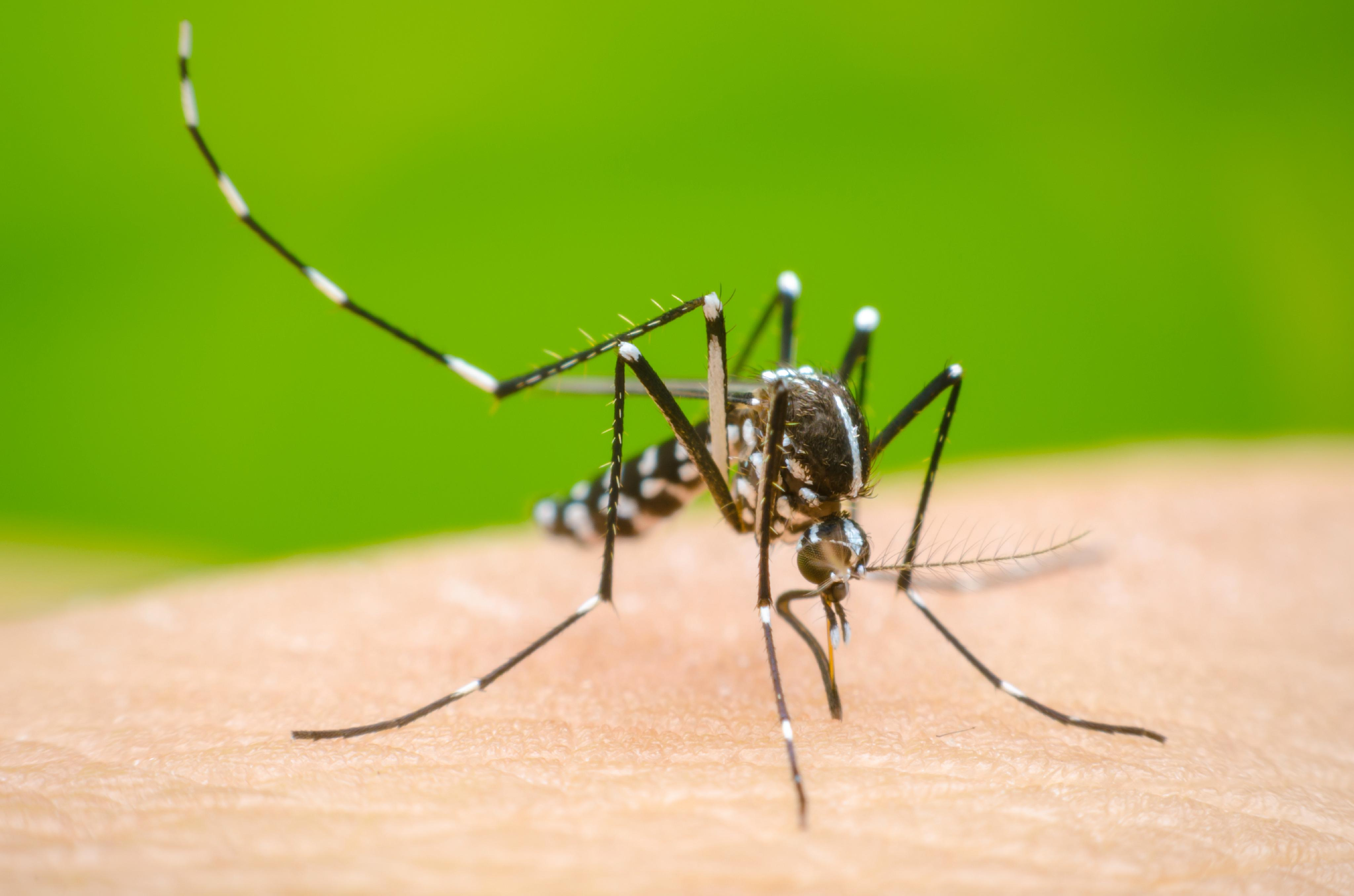 Dengue: cronograma de fumigación y descacharreo de este lunes • Canal C