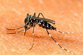 Dengue: hay más de 315 casos en lo que va del 2024 • Canal C