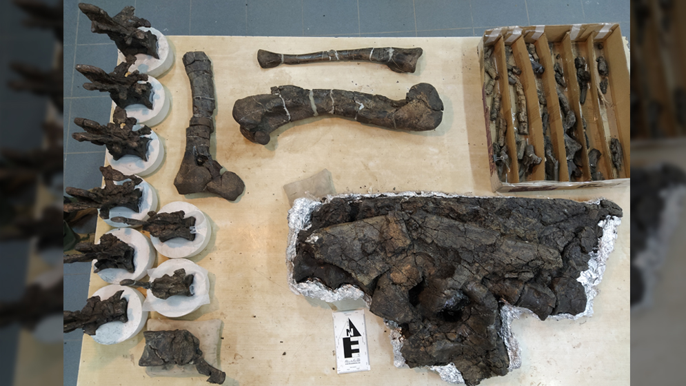 CONICET: descubren en Chubut un dinosaurio carnívoro que vivió hace 69 millones de años • Canal C